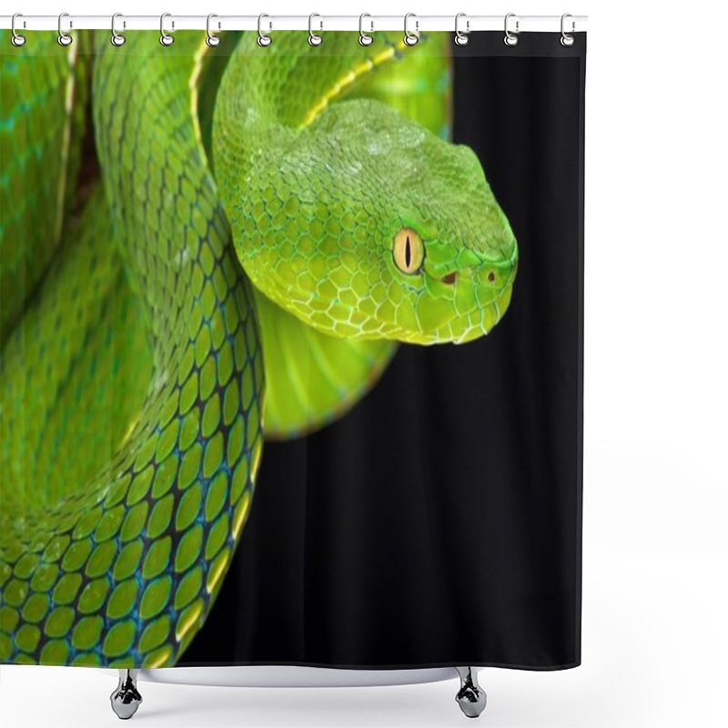 Personality  Gumprecht's green pitviper (Trimeresurus gumprechti ) shower curtains