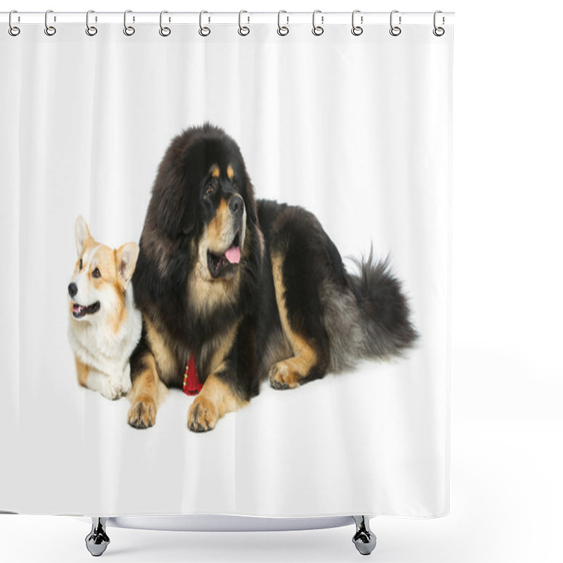 Personality  Corgi And Mastiff Dogs Shower Curtains