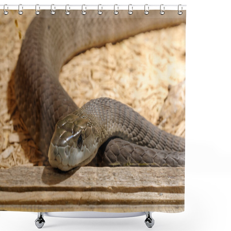 Personality  Snake in the terrarium - Black mamba shower curtains