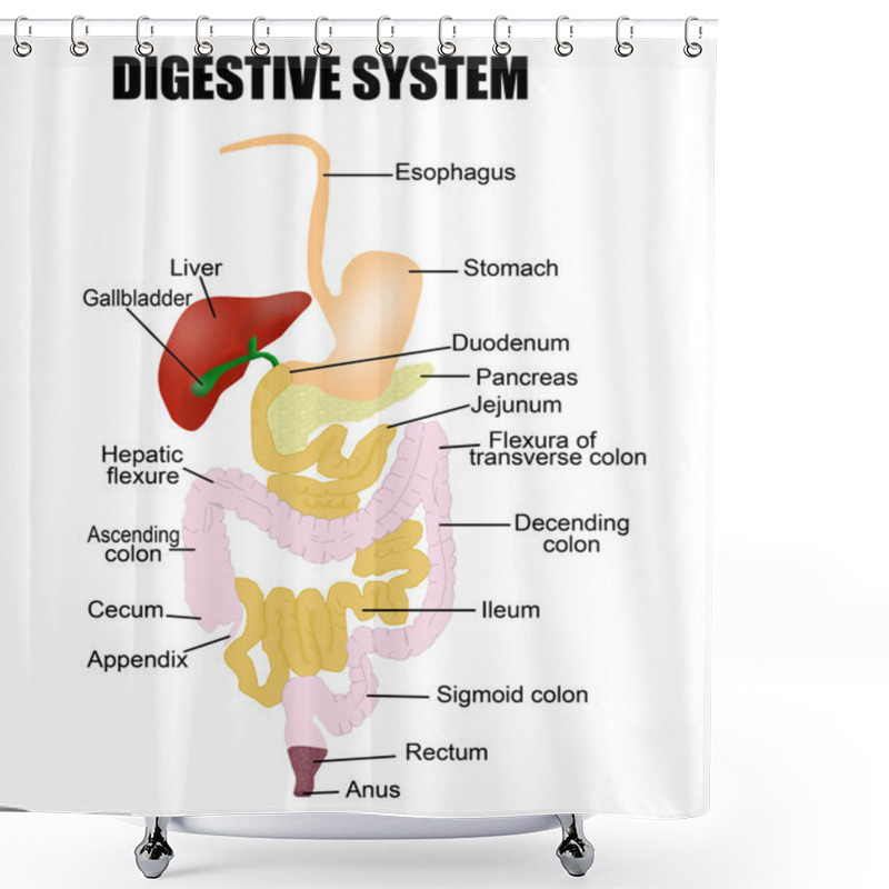 Personality  Digestive System Shower Curtains