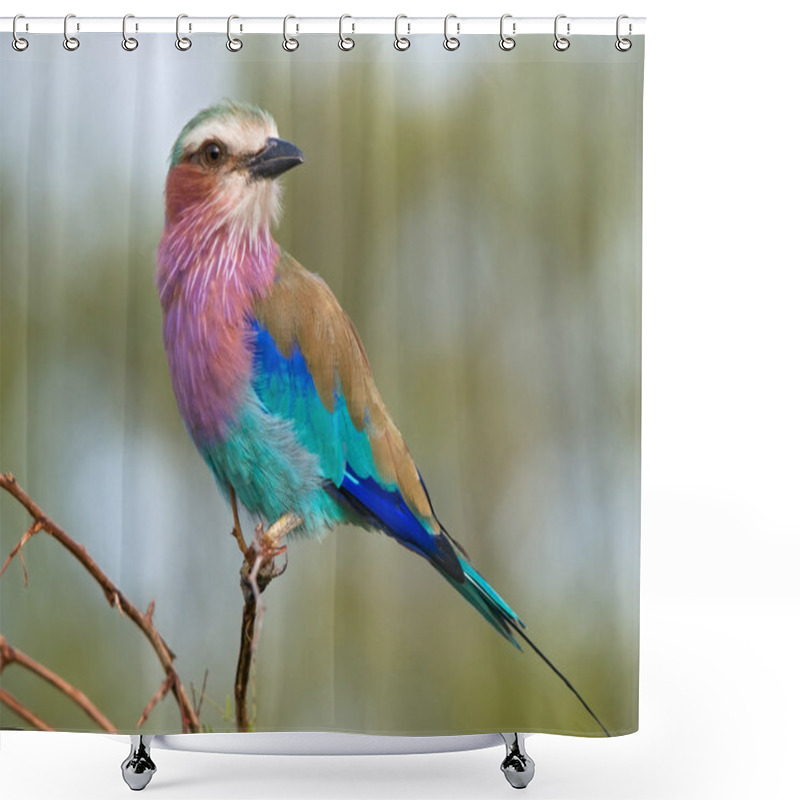 Personality  Lilac-breasted Roller Shower Curtains