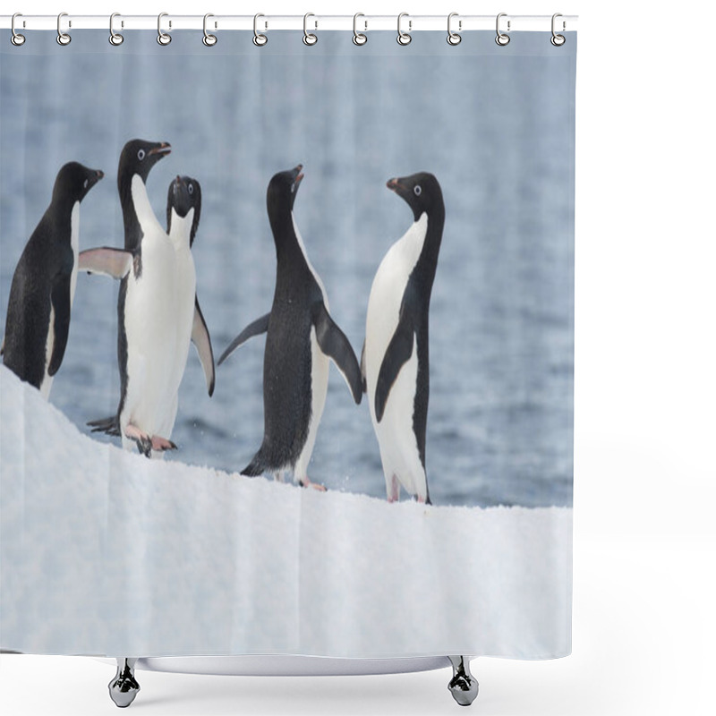 Personality  Adelie Penguins Fight On Ice In Antarctica Shower Curtains