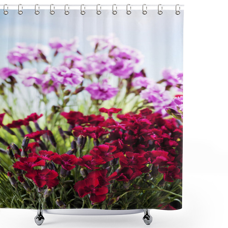 Personality  Red And Pink Carnations In Garden Shower Curtains