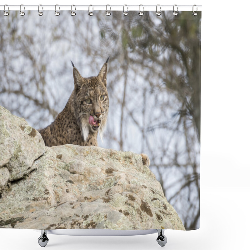 Personality  Iberian Lynx Licking Itself Shower Curtains