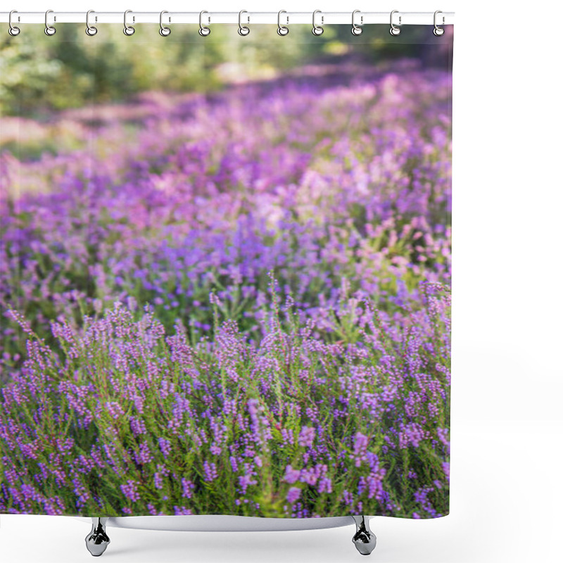 Personality  Common Heather (Calluna Vulgaris) Blooming In A Forest Shower Curtains