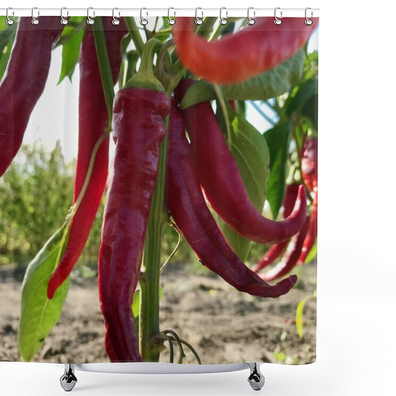 Personality  Photo On Theme Long Red Hot Chili Pepper Shower Curtains