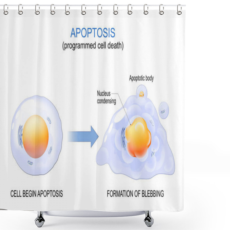 Personality  Apoptosis. Programmed Cell Death. Aging Process In Cells. Structural Changes Of Ageing And Senescent Cells From Normal Cell To Final Stage Of Formation Of Membrane Blebbing. Vector Illustration Shower Curtains