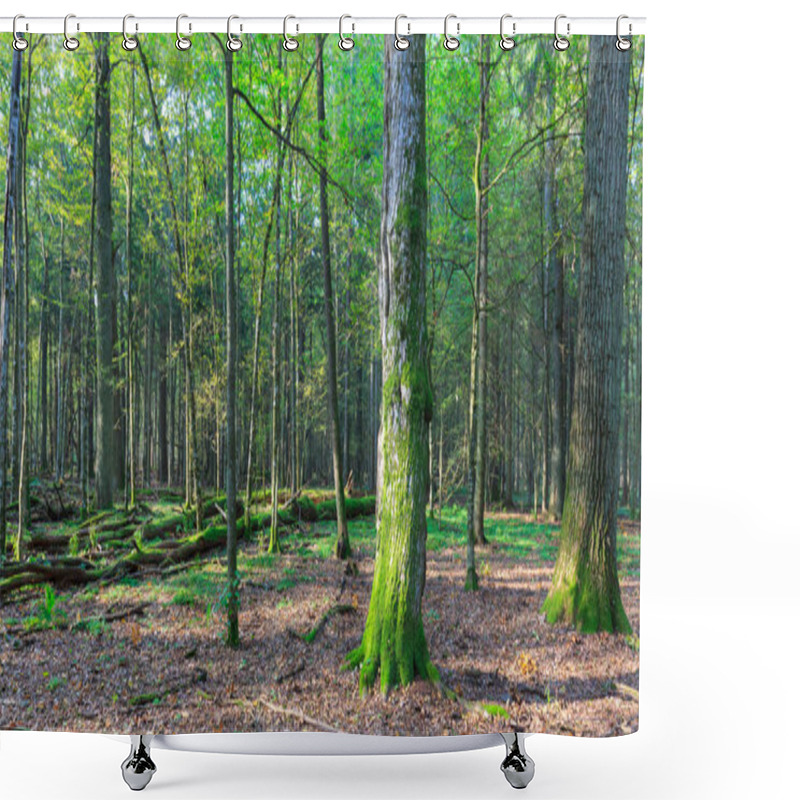 Personality  Winter Landscape Of Natural Stand With Dead Oak Shower Curtains