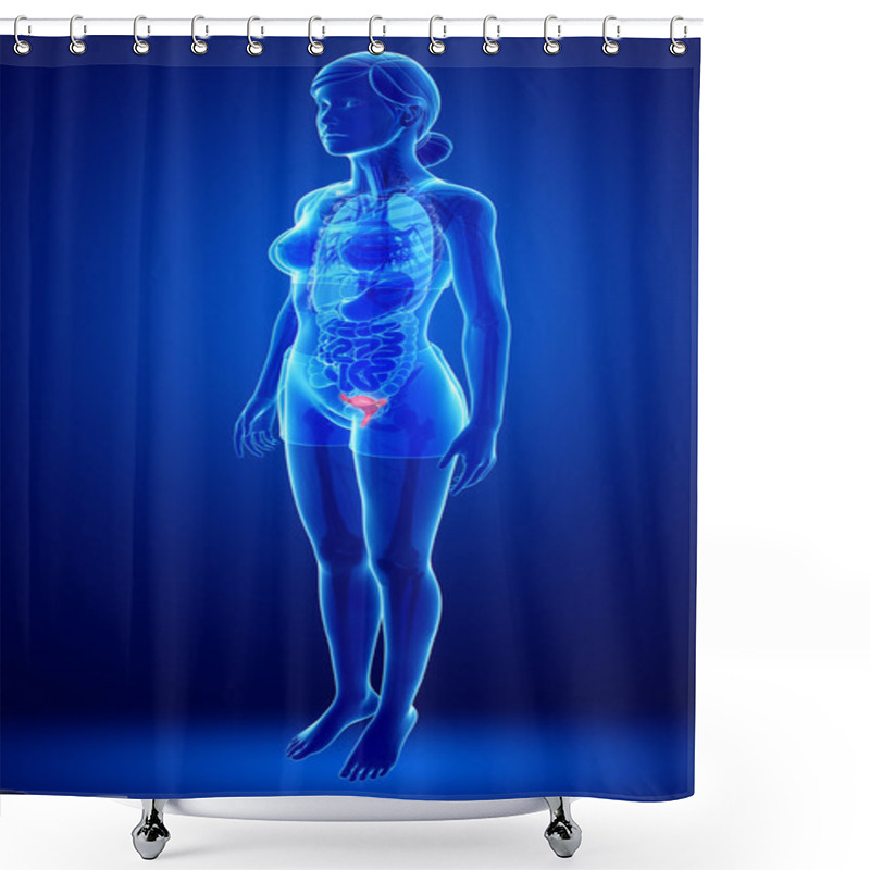 Personality  Female Uterus Anatomy Shower Curtains