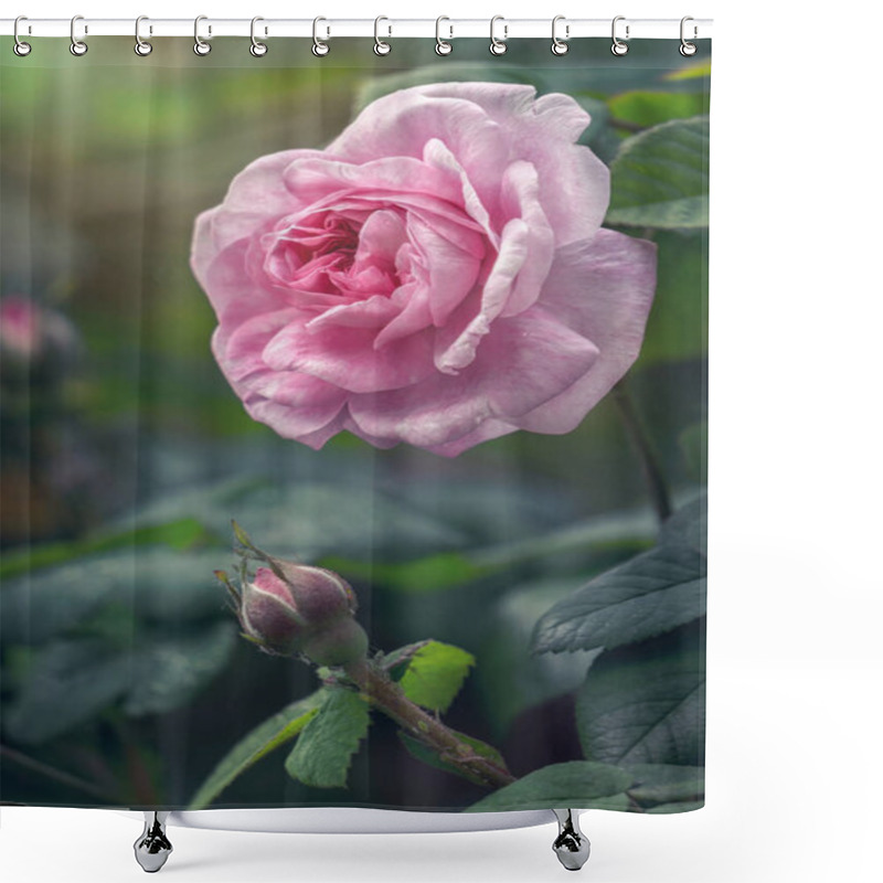 Personality  Delicate Flower Of A Summer English Tea Rose In The Garden Shower Curtains