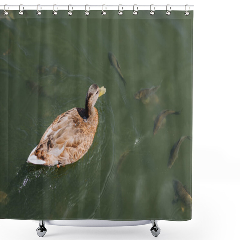 Personality  High Angle View Of Duck And Flock Of Fishes Swimming In Lake  Shower Curtains