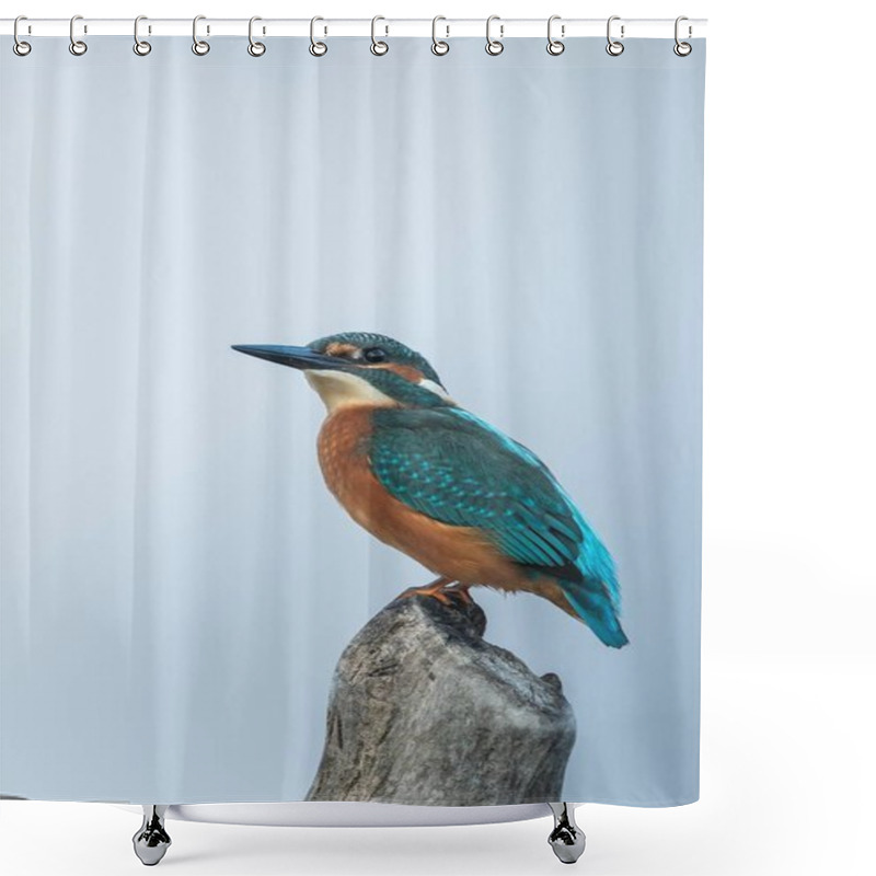 Personality  Beautiful Nature Scene With Common Kingfisher (Alcedo Atthis). Wildlife Shot Of Common Kingfisher (Alcedo Atthis) On The Branch. Common Kingfisher (Alcedo Atthis) In The Nature Habitat. Shower Curtains