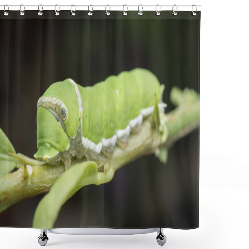 Personality  Lemon Tree Papilio Polytes Caterpillar Shower Curtains