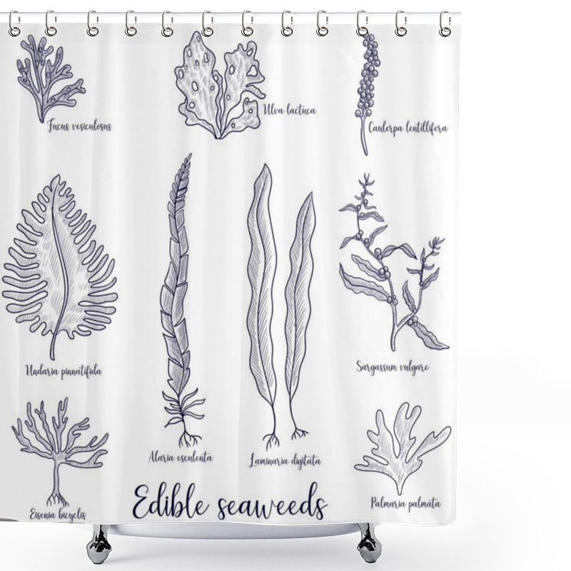 Personality  Vector Drawing Edible Seaweed Shower Curtains