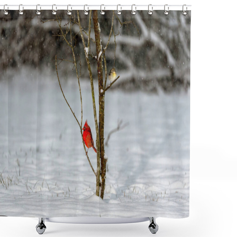 Personality  Red Northern Cardinal, Cardinalis Cardinalis, And A Gold Finch Bird Perched On A Branch In A Snowstorm In South Texas. Shower Curtains