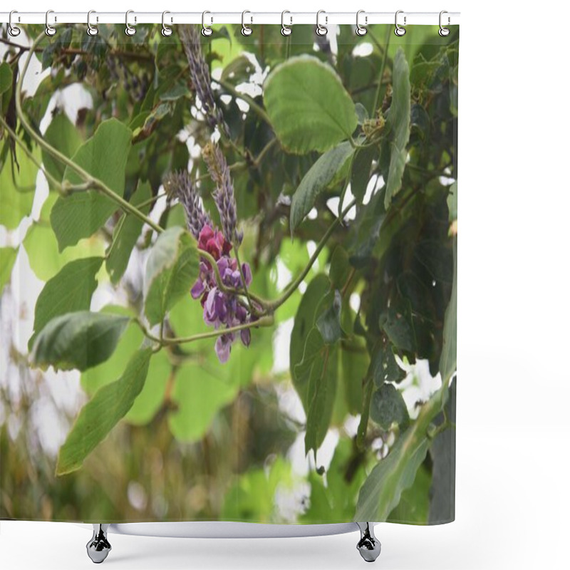 Personality  Kudzu Flowers. Fabaceae Perennial Vine. The Roots Are Edible And Medicinal. Shower Curtains