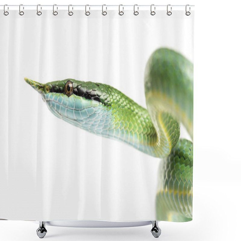 Personality  Rhino Rat Snake, Rhynchophis Boulengeri, Isolated Shower Curtains