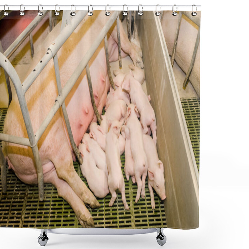 Personality  Pig Farm. Little Piglets Shower Curtains