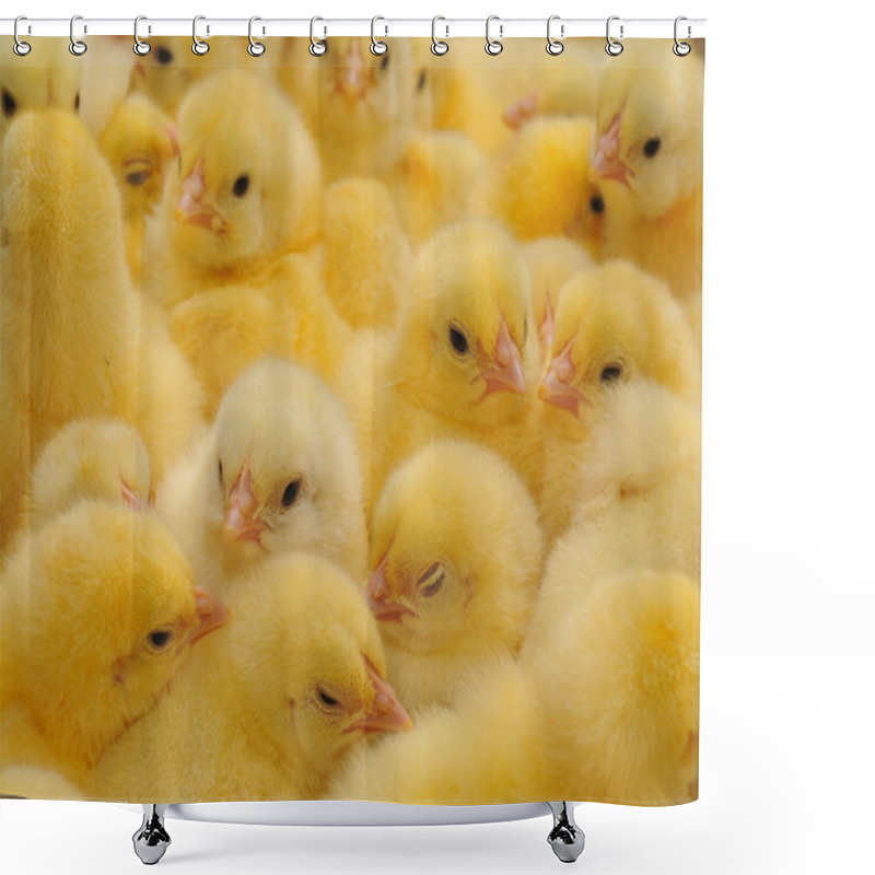 Personality  Chickens Shower Curtains