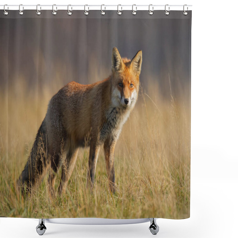 Personality  Red Fox, Vulpes Vulpes, In Autumn With Blurred Dry Grass In Background. Close-up Of Predator Looking For A Prey. Wildlife Scenery With Wild Animal In Nature. Shower Curtains