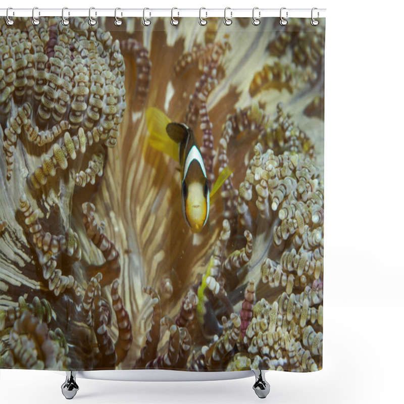 Personality  Clown Fish At Underwater Shower Curtains