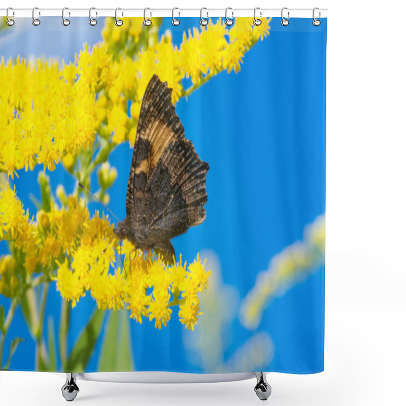 Personality   Flower Of Solidago Commonly Called Goldenrods Comes From North  Shower Curtains