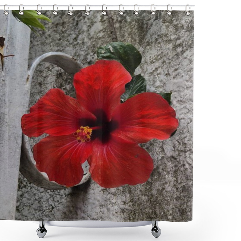 Personality  Big Red Flower Of A Rosa China (Hibiscus Rosa-sinensis Shower Curtains