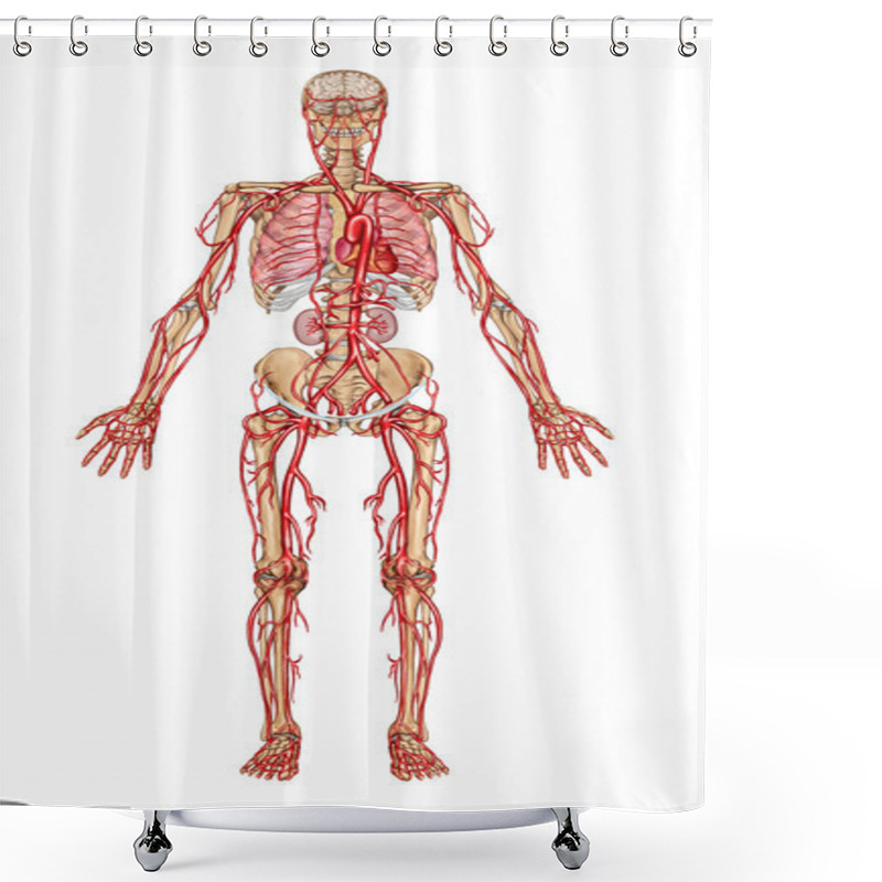 Personality  Human Bloodstream - Didactic Board Of Anatomy Of Blood System Of Human Circulation Sanguine, Cardiovascular, Vascular And Arterial System Shower Curtains