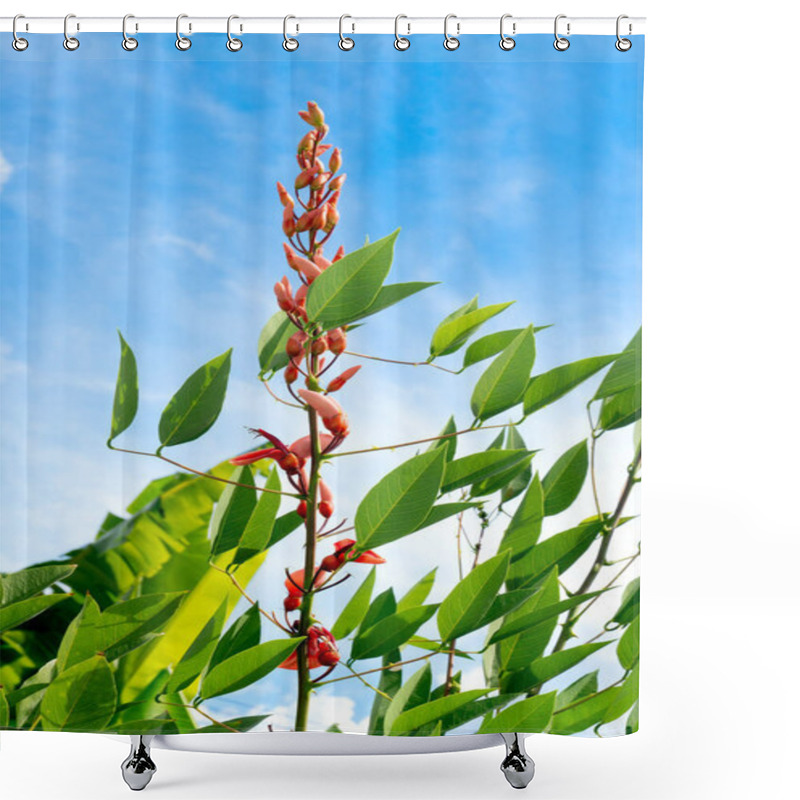 Personality  Erythrina Crista-galli Red Flower. Flowers That Reach Out Toward The Light. Blooms In Clusters On The Branches And Fresh Green Leaves. Background Of Clear Blue Sky. Shower Curtains