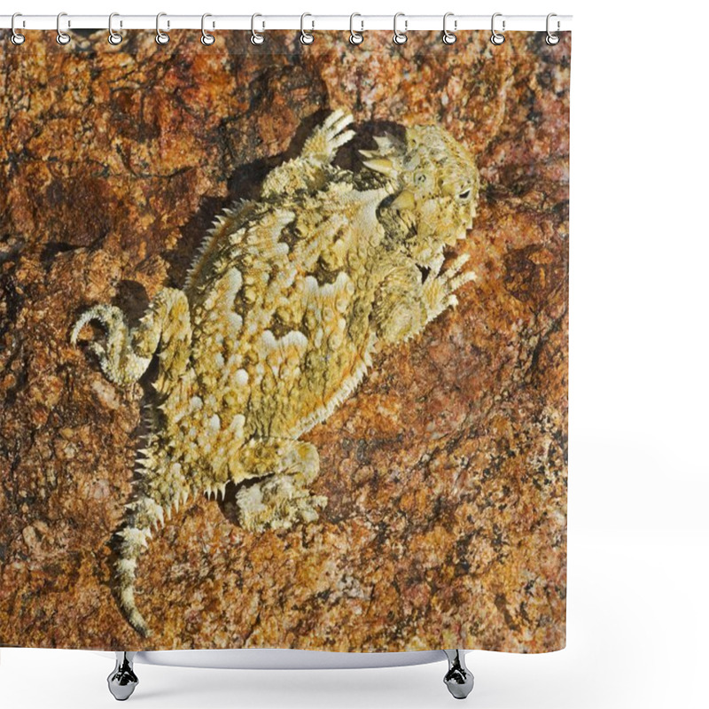 Personality  A Juvenile Desert Horned Lizard Shower Curtains