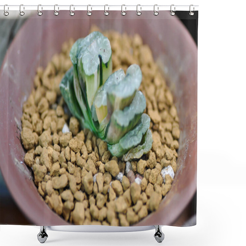 Personality  Haworthia ,Haworthia Truncata Or Cactus In The Flower Pot Shower Curtains