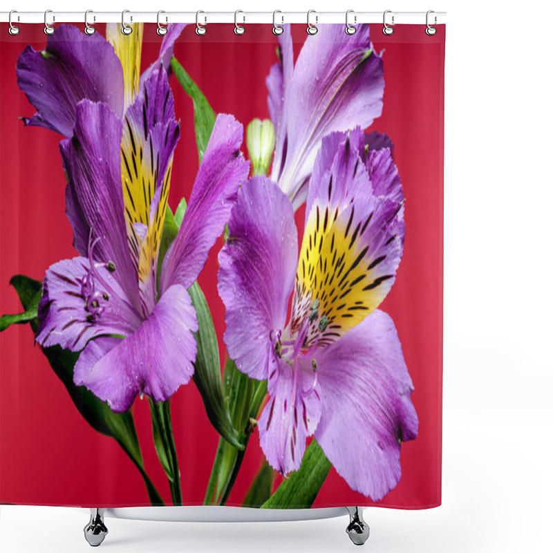 Personality  Vibrant Purple Alstroemeria Navarro Flowers With Yellow And Black Markings, Captured On A Red Background Shower Curtains