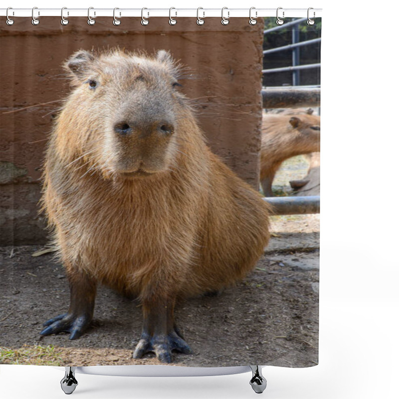 Personality  A Capybara Sitting In A Zoo For Conservation. Capybaras Are Hunted For Their Meat And Pelts. It Is The Largest Living Rodent In The World Native To South America. Shower Curtains