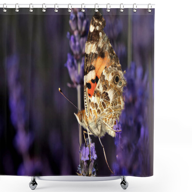 Personality  Butterfly. Painted Lady. Vanessa Cardui. Macro Nature. Nature Background.  Shower Curtains