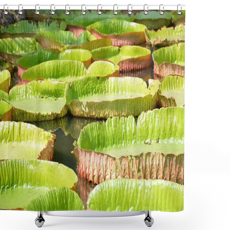 Personality  Victoria Amazonica Or Water Lily In Thailand Shower Curtains