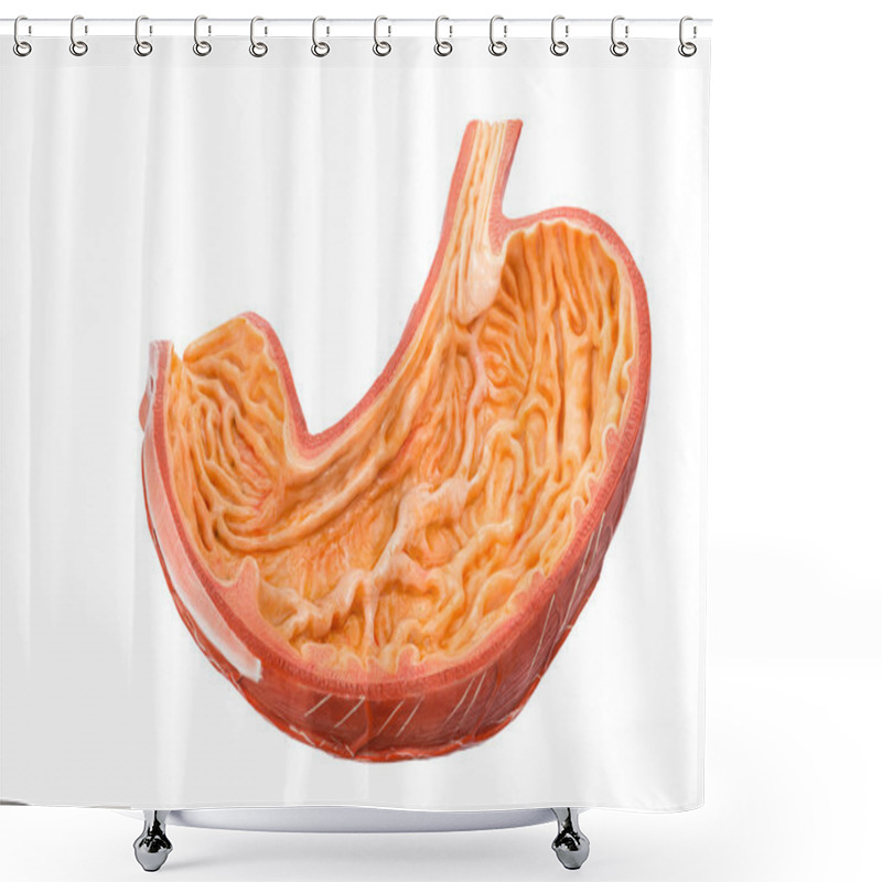 Personality  Inside Of Artificial Human Bowels Model Isolated On White Shower Curtains