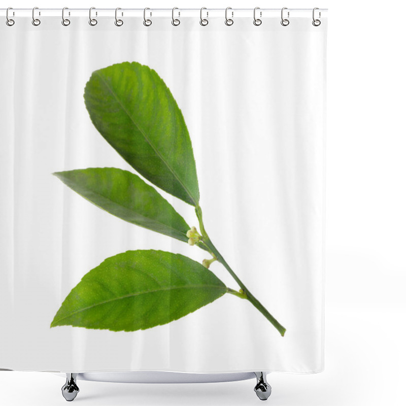 Personality  Fresh Twig With Green Citrus Leaves Isolated On White Shower Curtains