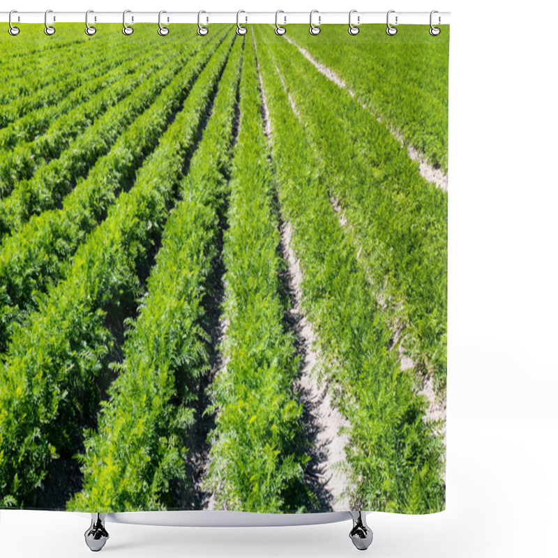 Personality  Rows Of Fresh Organic Carrots Growing On Field Shower Curtains