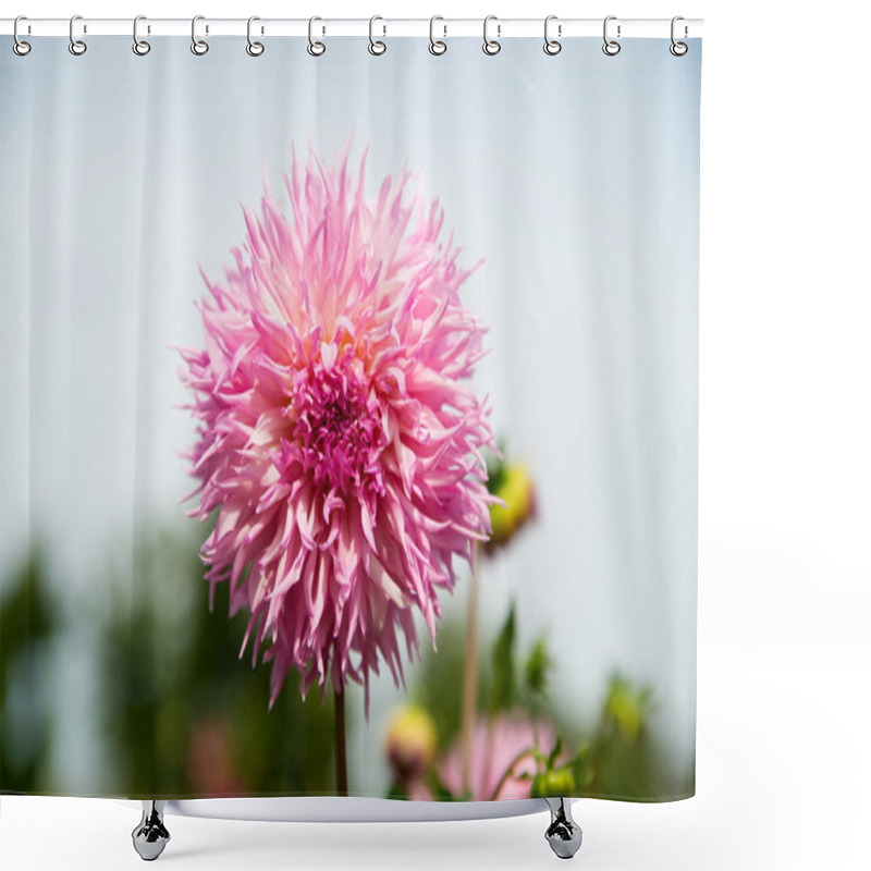 Personality  Beautifull Pink Dahlia Shower Curtains