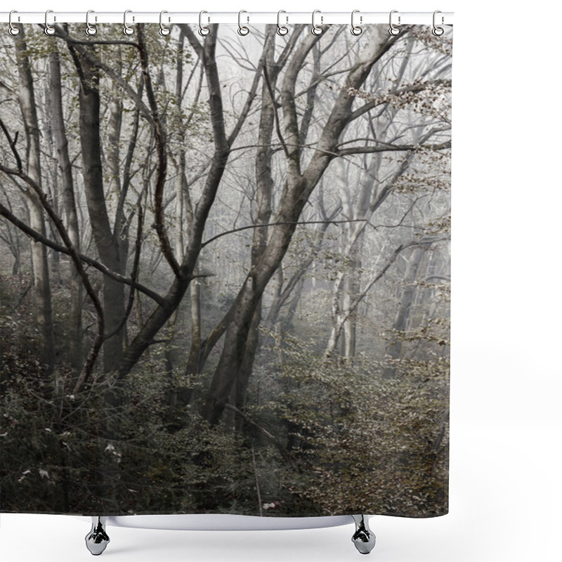 Personality  Foggy Forest After Rain Shower Curtains