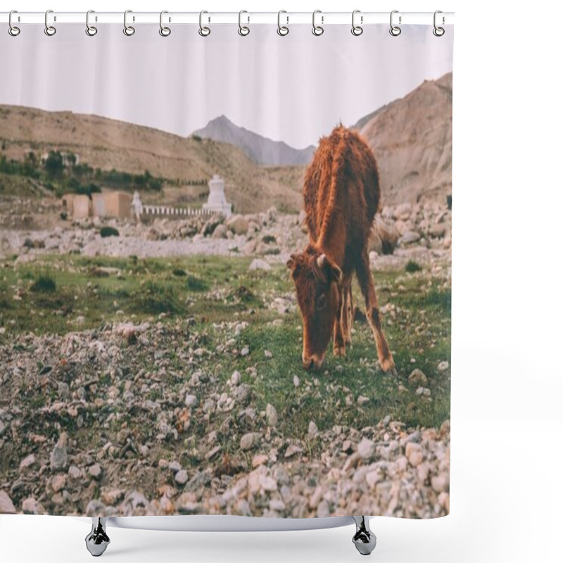 Personality  Brown Cow Grazing On Grass In Indian Himalayas, Ladakh Region Shower Curtains