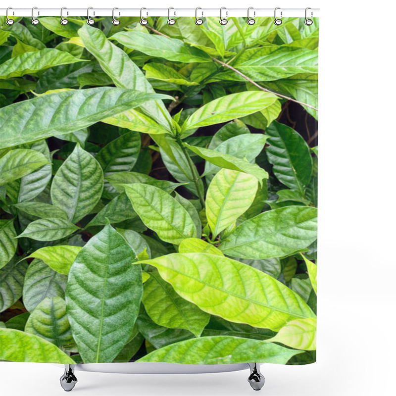 Personality  Lush Green Plants Background, Fresh Green Leaves Texture Wallpaper, Plant Name: Probably Psychotria Nervosa, I'm Not Sure Shower Curtains