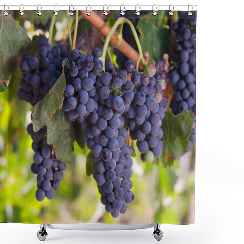 Personality  Grape Clusters On Healthy Winery Vine Food Fruit Harvest Ready Produce Shower Curtains