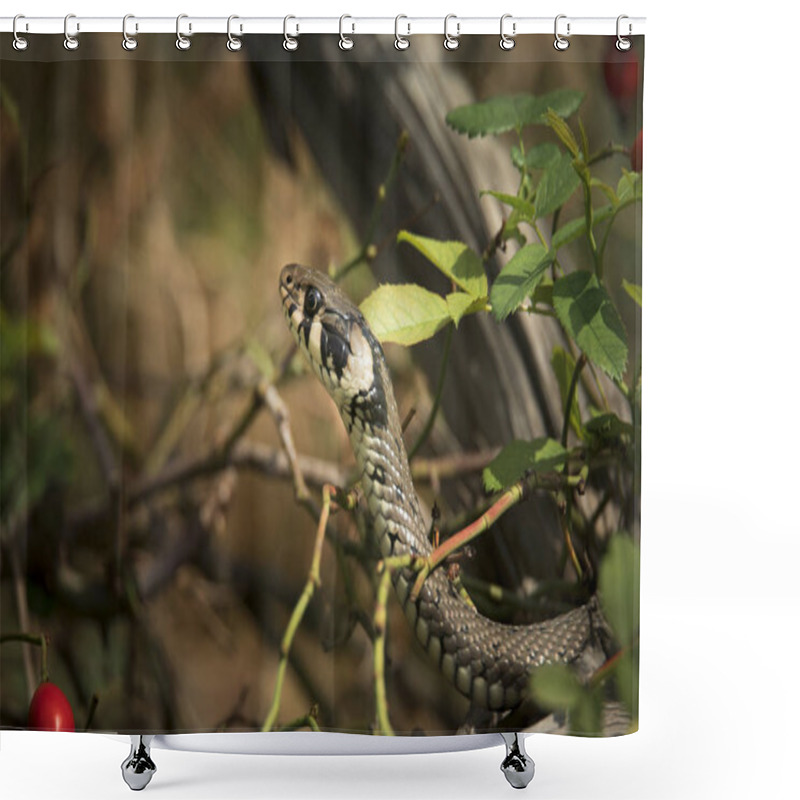 Personality  The Grass Snake Natrix Natrix, Snake Hides In The Grass And Is On The Hunt. Shower Curtains