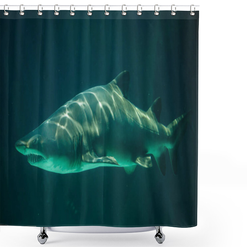 Personality  Sand Tiger Shark (Carcharias Taurus) Shower Curtains