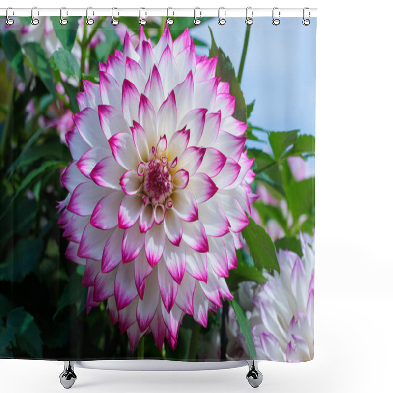 Personality  Dahlia Flower With Beautiful Pink Border. Shower Curtains