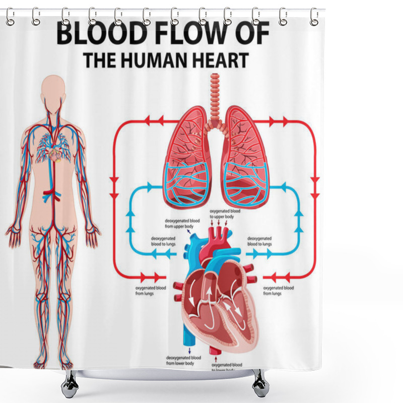 Personality  Diagram Showing Blood Flow Of Human Heart Illustration Shower Curtains