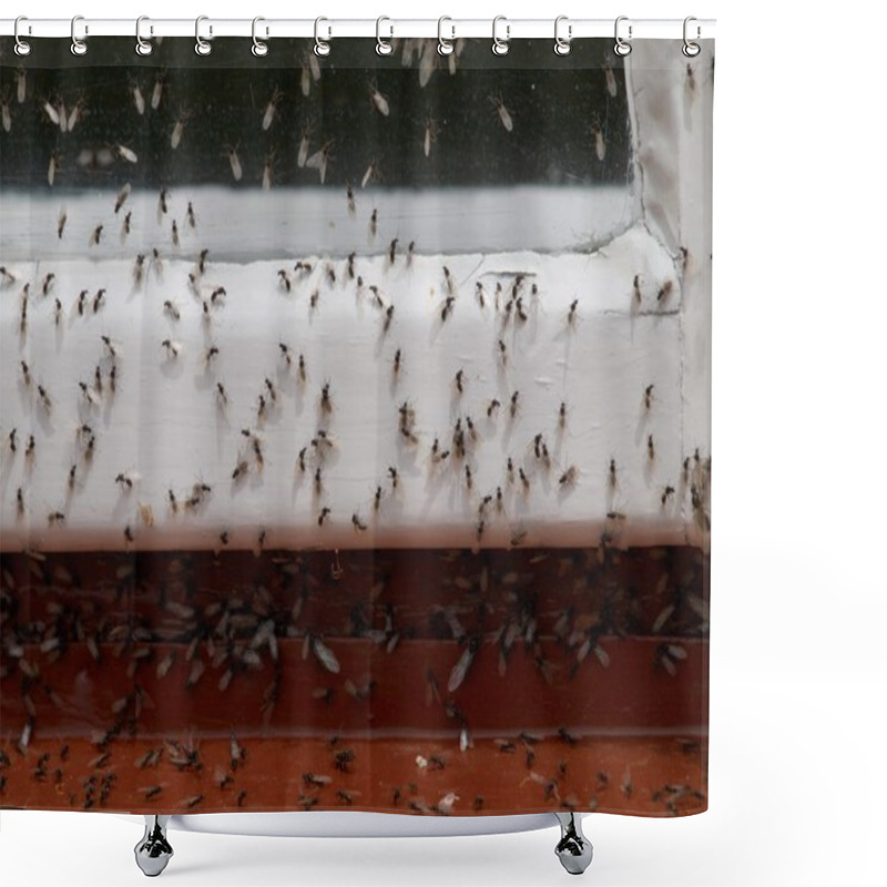 Personality  Ants Ground-nesting       Shower Curtains