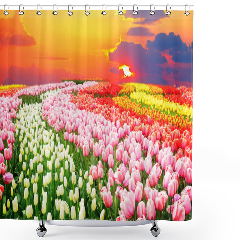 Personality  Rows Of Pink, Red, Orange And White Growing Tulips Flowers In Holland At Sunset Shower Curtains