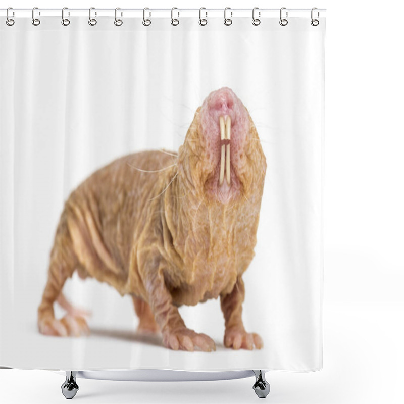 Personality  Naked Mole-rat, Hairless Rat, Isolated On Wihte Shower Curtains